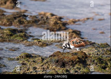 Ruddy Turnstone, Arenaria interprètent, à la recherche de nourriture à marée basse, Costa Calma, Fuerteventura Banque D'Images