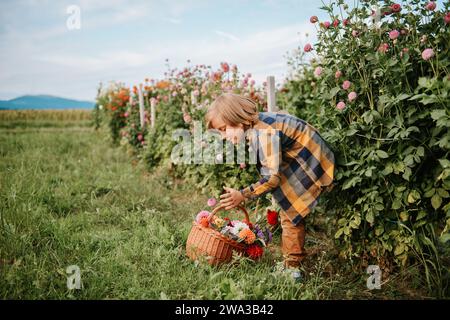 Mignon petit garçon travaillant dans le jardin d'automne, enfant prenant soin de chrysanthème coloré et fleurs de dahlia, enfant jardinier profitant d'une journée chaude et ensoleillée Banque D'Images