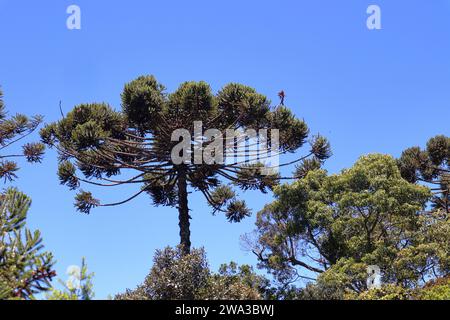 Détail de la partie supérieure de Araucaria angustifolia, pin brésilien, qui produit des pignons de pin. Banque D'Images