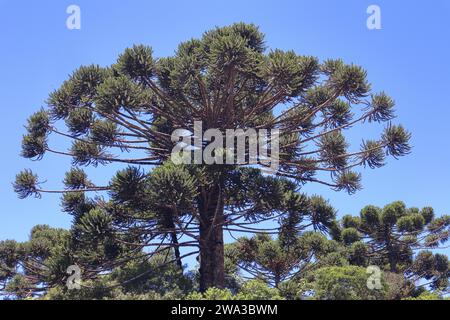 Détail de la partie supérieure de Araucaria angustifolia, pin brésilien, qui produit des pignons de pin. Banque D'Images