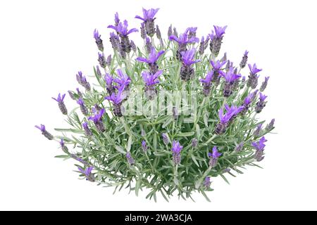 Plante espagnole de lavande ou lavandula stoechas isolée sur blanc. Buisson à fleurs de lavande française ou surmontée. Pointes de fleurs violettes printanières et feuilles argentées Banque D'Images