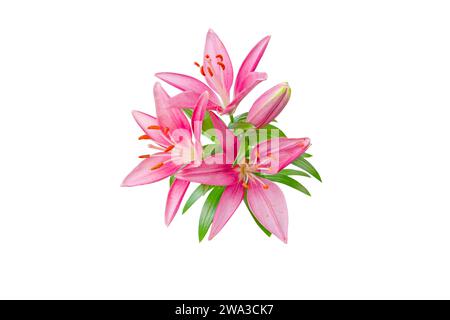 Bouquet de fleurs de lys rose isolé sur blanc. Hybride asiatique lilium plante. Banque D'Images