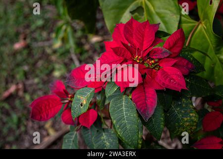 Poinsettia, fleur de noël rouge Banque D'Images