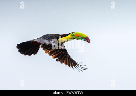 Quille facturée toucan dans le vol BIF Banque D'Images