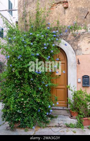 Le plumbago bleu (Plumbago auriculata), arbuste à fleurs persistantes souvent cultivé comme grimpeur, devant une vieille maison, Castagneto Carducci, Toscane Banque D'Images