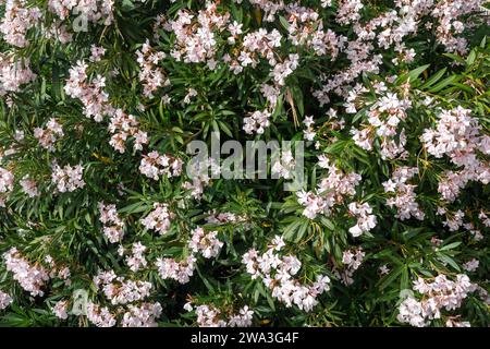 Gros plan d'une plante à fleurs de lauriers-roses (Nerium oleander), un arbuste ou un petit arbre cultivé dans le monde entier comme plante ornementale et paysagère Banque D'Images