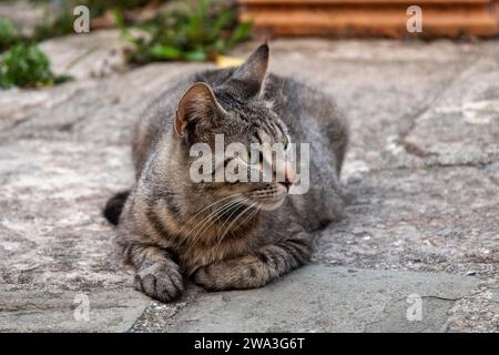 Portrait d'un chat tabby mignon allongé sur un trottoir de pierre en été, Toscane, Italie Banque D'Images