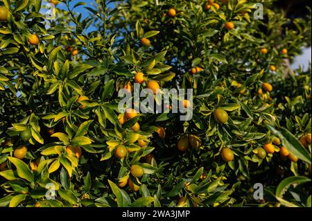 Mini plante kumquat et ses fruits. En turc, il est appelé Kumquat ou Kamkat ou Kumquat. Plantes d'intérieur. Banque D'Images