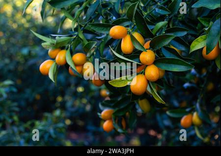 Mini plante kumquat et ses fruits. En turc, il est appelé Kumquat ou Kamkat ou Kumquat. Plantes d'intérieur. Banque D'Images