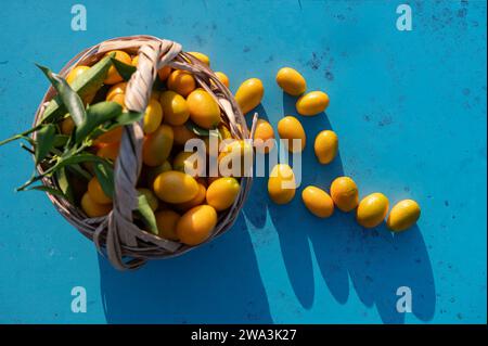 Kumquats frais dans un panier, cueillis dans un arbre, sur fond bleu. Banque D'Images