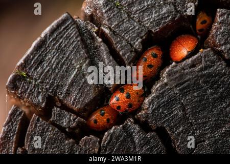 Coccinelles convergentes, Hippodamia convergens, se cachant dans une fissure dans une bûche dans les montagnes de Santa Cruz de la région de la baie de San Francisco en Californie. Banque D'Images