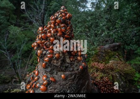 Une agrégation de coccinelles convergentes, Hippodamia convergens, dans les montagnes de Santa Cruz de la région de la baie de San Francisco en Californie. Banque D'Images