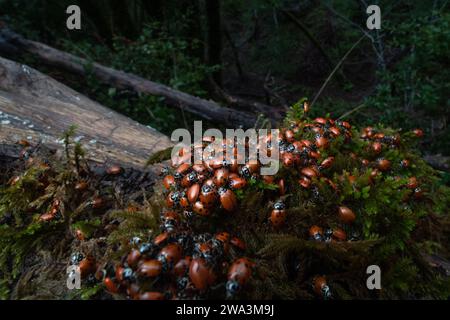 Une agrégation de coccinelles convergentes, Hippodamia convergens, dans les montagnes de Santa Cruz de la région de la baie de San Francisco en Californie. Banque D'Images