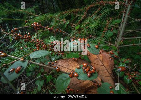 Une agrégation de coccinelles convergentes, Hippodamia convergens, dans les montagnes de Santa Cruz de la région de la baie de San Francisco en Californie. Banque D'Images