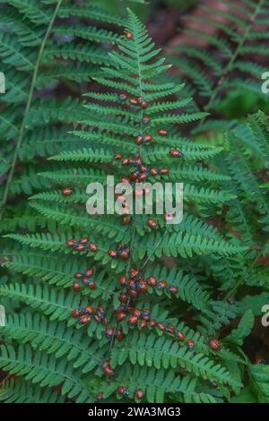 Une agrégation de coccinelles convergentes, Hippodamia convergens, dans les montagnes de Santa Cruz de la région de la baie de San Francisco en Californie. Banque D'Images