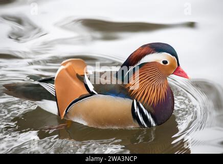 Canard mandarine à plumes colorées (Aix galericulata), drake en plumage splendide, mâle au plumage brillant flotte sur l'eau, vue à droite, surro Banque D'Images