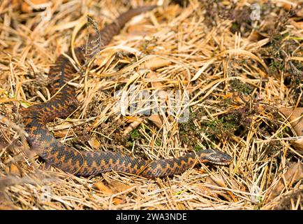 Vipère européen commun sauvage (Vipera berus), adulte brun, femelle, rampe bien camouflée au soleil à travers l'herbe, les feuilles d'automne et la bruyère ou commune Banque D'Images