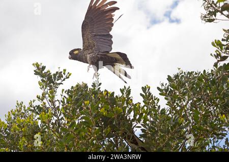 Cacatoès à bec jaune dans le parc national de Narawntapu, Tasmanie Banque D'Images