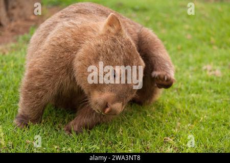 Un wombat commun (Vombatus ursinus) se gratte la tête. Kangaroo Valley, Australie (NSW) Banque D'Images