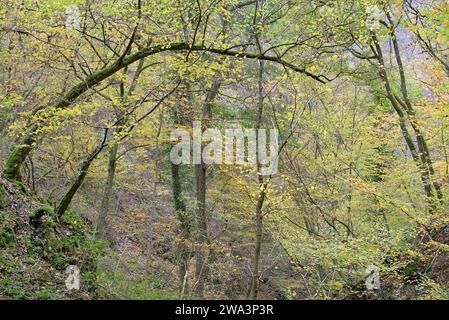 Vallée de Dortebach en automne, pentes abruptes, poutre européenne (Carpinus betulus) avec habitude de croissance curieuse, vallée latérale étroite de la Moselle, Rhénanie Banque D'Images