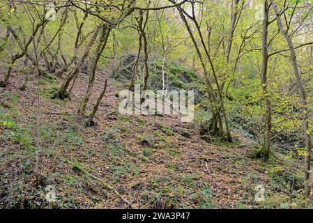 Vallée de Dortebach en automne, pentes abruptes, poutres de cornes européennes (Carpinus betulus) avec une curieuse habitude de croissance, vallée latérale étroite de la Moselle, Rhinel Banque D'Images