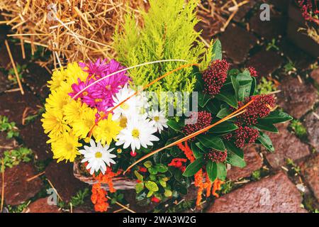 Chrysanthèmes colorés dans des pots dans le magasin de fleurs Banque D'Images