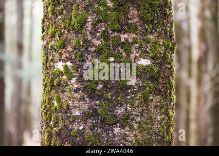 Image rapprochée d'un tronc d'arbre recouvert de mousse et de lichen. Banque D'Images