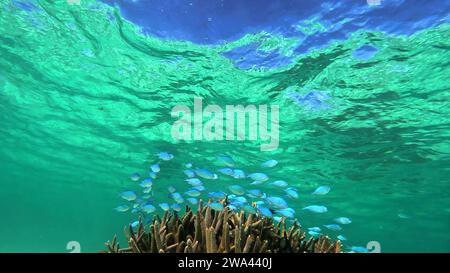 Banc de poissons chromis bleus sur la colonie de coraux Acropora, parc marin de Ningaloo Reef, Australie occidentale Banque D'Images