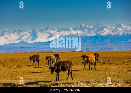 groupe de vaches rentrant à la maison après-midi ensoleillé d'automne après-midi après-midi ensoleillé d'automne après-midi de pâturage en liberté sur le champ d'herbe sèche jaune Banque D'Images