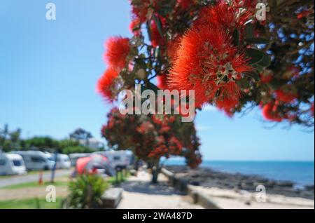 Plage de Takapuna en été. Arbres Pohutukawa en pleine floraison. Campervans méconnaissables et tentes en arrière-plan. Auckland. Banque D'Images