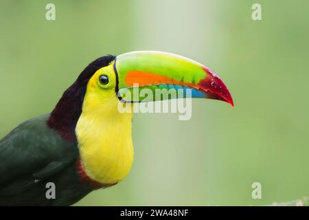 Portrait de Toucan à bec de quille (Ramphastos sulfuratus), la Laguna del Lagarto Lodge, Boca Tapada, San Carlos, Costa Rica Banque D'Images