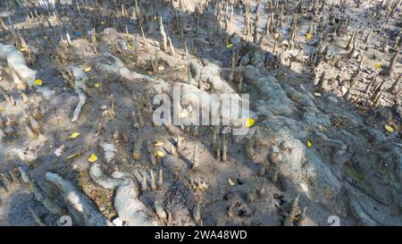 Racines de la plante Perepat (Sonneratia Alba), également appelée pomme de mangrove de la famille des Lythracées, vue rapprochée Banque D'Images