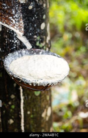 Latex s'égouttant de l'arbre en caoutchouc dans le bol. Banque D'Images