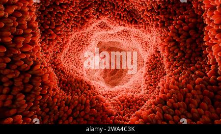 Villosités intestinales, microvillosités rouges dans un tractus intestinal. Gros plan, Microbiologie, anatomie, biologie, science, médecine, concepts médicaux et de soins de santé, Banque D'Images