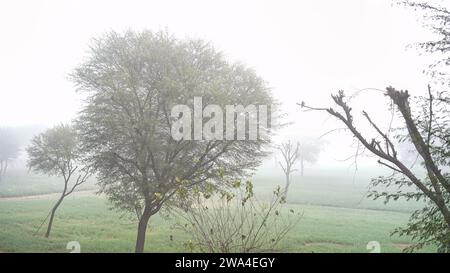 Silhouettes de babool ou d'acacia dans le champ de blé brumeux pittoresque d'hiver près de Jaipur, en Inde. brouillard épais, champ et arbres en automne Banque D'Images