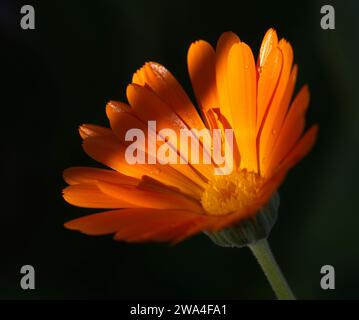 Fleur orange ombragée Banque D'Images