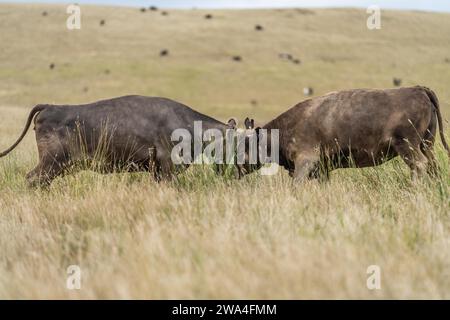 bovins de boucherie paissant sur pâturage. L'herbe a nourri murray Grey, angus et le parc tacheté dans le sud-ouest de Victoria. Banque D'Images