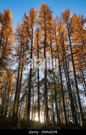 Larix. Mélèzes de fin d'automne à la lumière du soleil de l'après-midi. Highlands, Écosse Banque D'Images