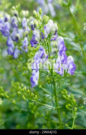 Aconitum x cammarum Bicolor, Purple Wolf's bane bicolor, Monkshood Bicolor, panicules lâches de fleurs à capuche, bleues et blanches Banque D'Images