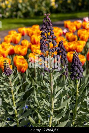 Fleurs sombres de Fritllaria persica et tulipes oranges fleurissant dans un jardin Banque D'Images