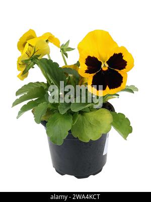 Pansies fleur semis dans un pot avec de la tourbe isolée sur blanc Banque D'Images