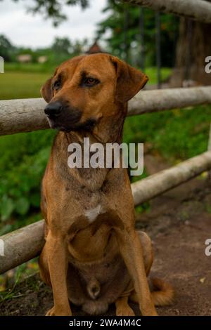 Pauvre chien Banque D'Images