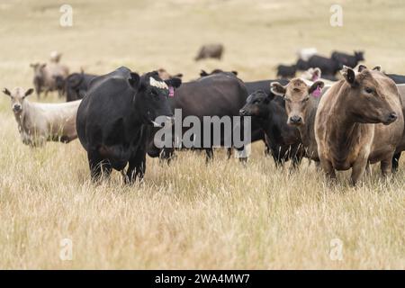 bovins de boucherie paissant sur pâturage. L'herbe a nourri murray Grey, angus et le parc tacheté dans le sud-ouest de Victoria. Banque D'Images