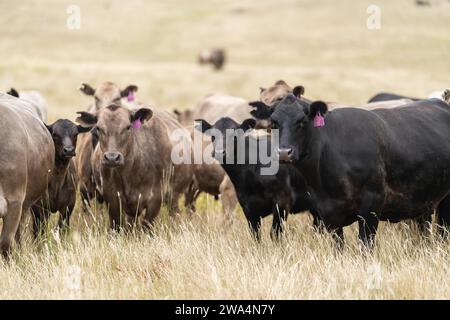 bovins de boucherie paissant sur pâturage. L'herbe a nourri murray Grey, angus et le parc tacheté dans le sud-ouest de Victoria. Banque D'Images