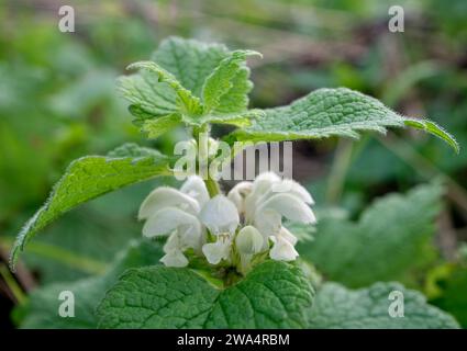 White Dead-ortie en fleur le 1 janvier. Molesey Heath, West Molesey, Surrey, Royaume-Uni. Banque D'Images