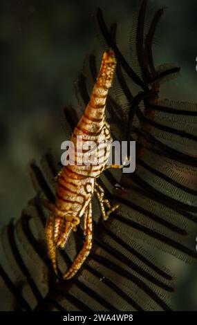 Crevette crinoïde léopard, Laomenes pardus, Palaemonidae, Anilao, Philippines, Asie Banque D'Images