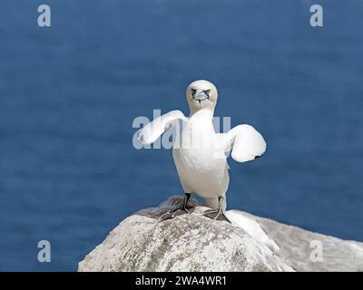 Poussin du Gannet du Nord debout sur le rocher Banque D'Images