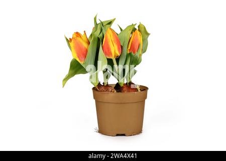 Pot de fleurs avec des fleurs de printemps de tulipe 'Tulipa Flair' orange et jaune sur fond blanc Banque D'Images