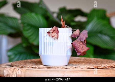 Négligé mourant Alocasia plante de maison avec des feuilles sèches suspendues dans un pot de fleur blanc sur la table dans le salon Banque D'Images