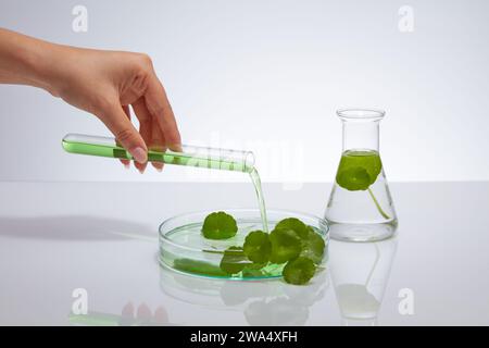 Scène minimaliste pour la publicité de produit cosmétique d'extrait de gotu kola sur fond blanc. Main femelle tenant un tube à essai de liquide vert et de pourine Banque D'Images